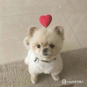 女生和狗狗头像唯美图文汪星人