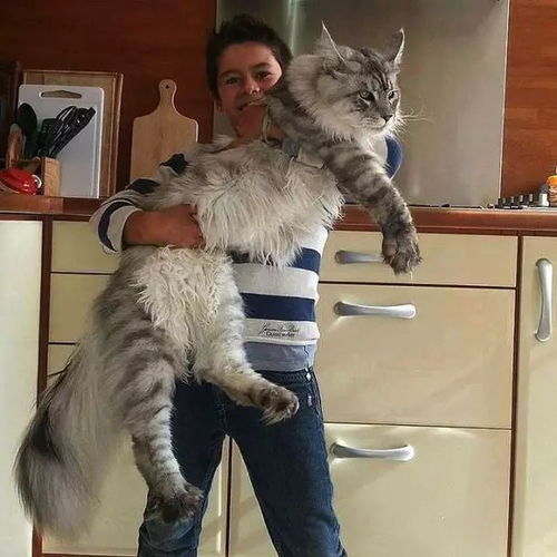 请叫我猫王前方高能注意,一波巨型猫宠来袭......