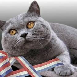 这窝猫能买吗
