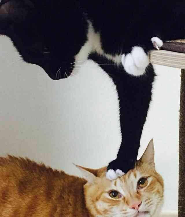 一个女生在喂猫头像橘猫