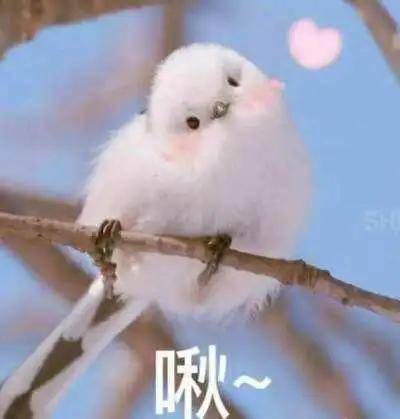 清冷破碎感白月光头像女有小猫不知好歹