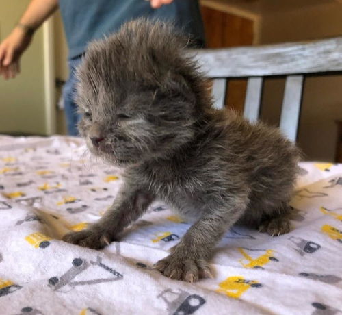 女子救下一只险些被猫妈妈遗弃的小奶猫,真是幸运的猫咪