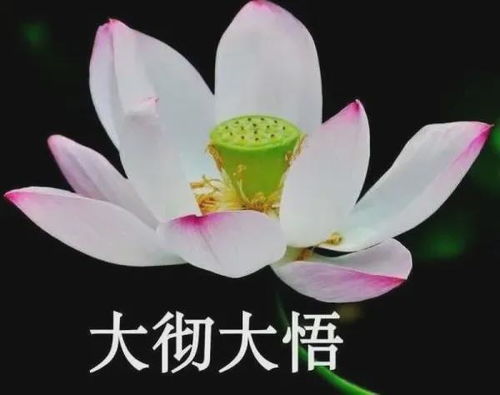 佛媛被批评了,穿着吊带裙拜佛,她们的目的是什么