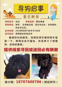 南朗美女心爱的狗狗在盈彩美地附近不慎走失,重金望寻回