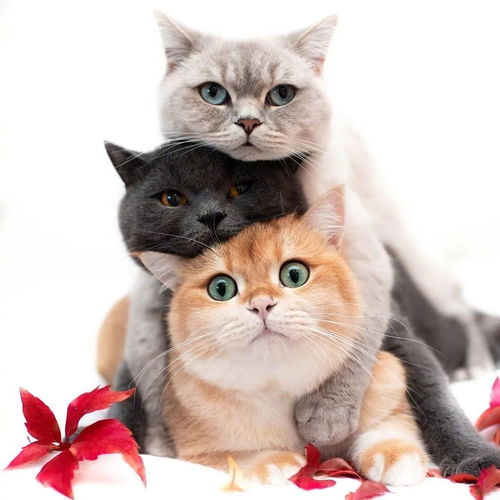 宠物头像大全超可爱猫咪狗狗头像