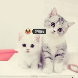 千总真霸气的美拍