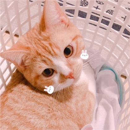 可爱打盹猫头像女生萌生活碎片