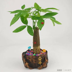 冬天种发财树需要注意些什么