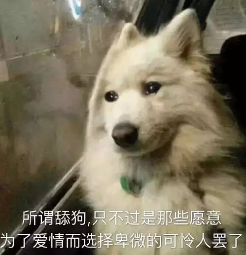 女生和狗狗头像唯美图文舔狗