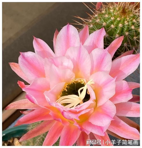 浙江一女子,因把仙人球养到极致而走红,引来无数网友打卡