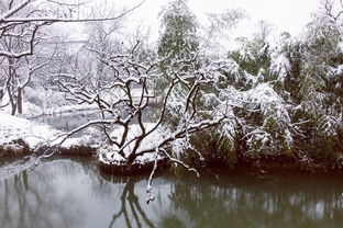 游记处女篇西溪十年一遇的西溪洪园雪景,镜头是对她们最好的收藏