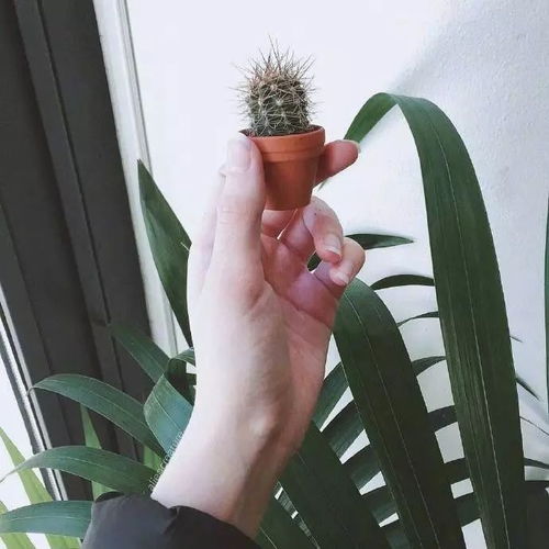 vsco绿植调色教程