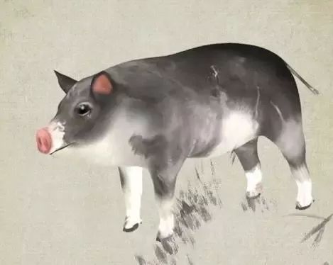 属猪旺财运微信头像