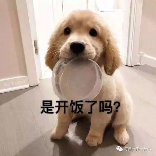 开心时刻,小舅子是个直男,给他安排的相亲,在游乐园他把女孩气哭了