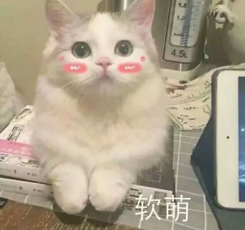 开心一刻段子从小爸爸就告诉我说,追女孩子要胆大心细脸皮厚