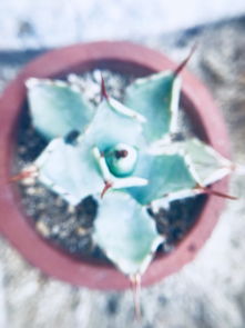 厦门植物园最受欢迎园区之一多肉植物区