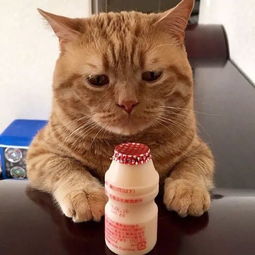 这猫整天一副愁眉苦脸样,做什么事都丧丧的样子,笑屎了