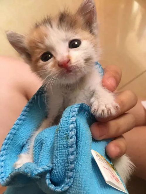 女孩逛街捡只猫,喂养一周去宠物店驱虫时,老板直呼我赚了
