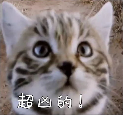 全世界最致命的黑足猫嘤嘤嘤看起来真的好凶萌啊