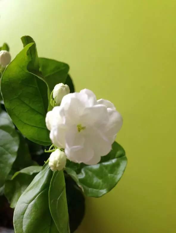 欣赏茉莉花开,清新淡雅