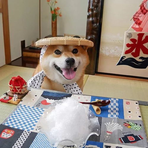狗年大吉,这条微笑犬简直要承包我2018年的头像