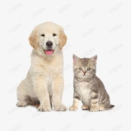 可爱猫狗素材图片免费下载高清产品实物png千库网图片编号5746163