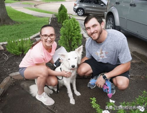 秃毛狗鼓起勇气搭讪路人被善心女生收养,一个月后变成仙气美狗