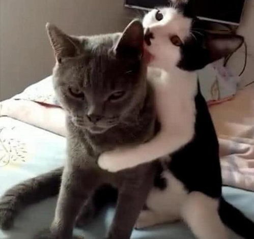 女生和蓝猫的头像绝育