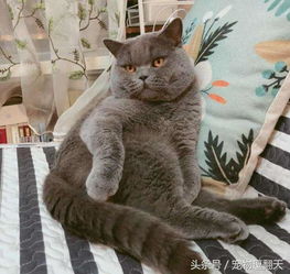 猫打针时特淡定,回家后主人放心不下,偷偷观察后,忍不住笑场了