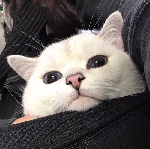 清冷破碎感白月光头像女有小猫坚持爱