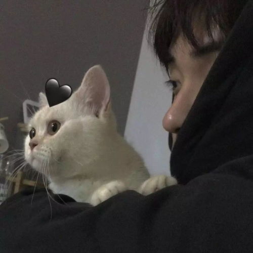 有没有一男一女抱着猫猫的情侣头像