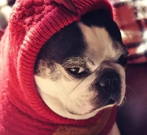 狗狗也会说谎,谁对它好它就对谁好,才不会帮自私的坏人