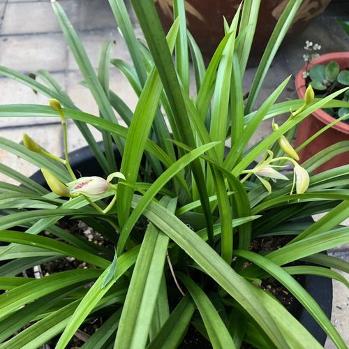 兰花口味比较重,爱喝这种水,花朵多姿又灿烂,很好看
