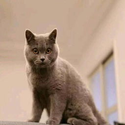 英国短毛猫英短蓝猫