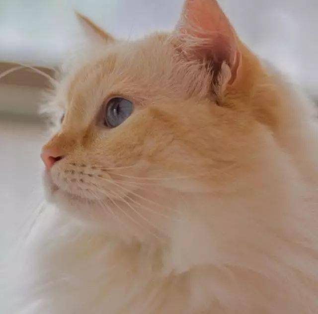 猫咪不喜欢被抱着除了性格问题还有哪些因素呢,跟主人也有关哦