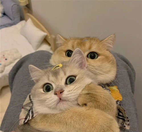 谁能拒绝一直可爱的猫咪呢
