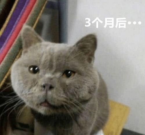女孩网购一只蓝猫,3个月后哭着找店家对峙,长成这样我怎么吸
