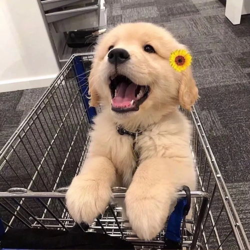 头像一眼爱上