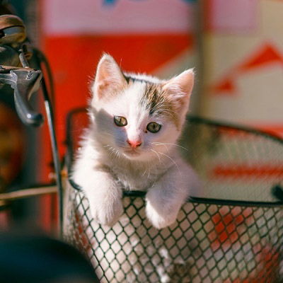 宿舍头像8个搞怪猫咪团体八人寝室头像可爱猫