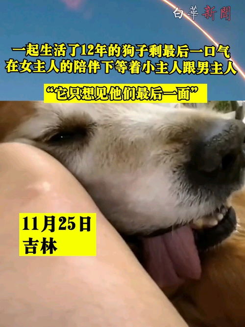 一起生活了12年的狗子剩最后一口气,在女主人的陪伴下等着小主人跟男主人它只想见他们最后一面