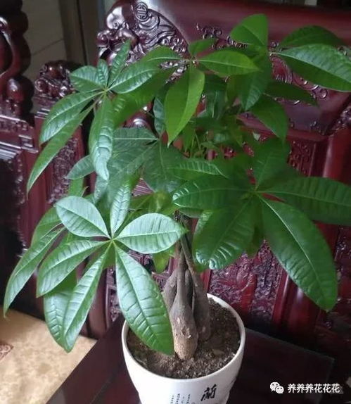 冬季养发财树,小花匠教你几个技巧,安全过冬,不黄叶不烂根
