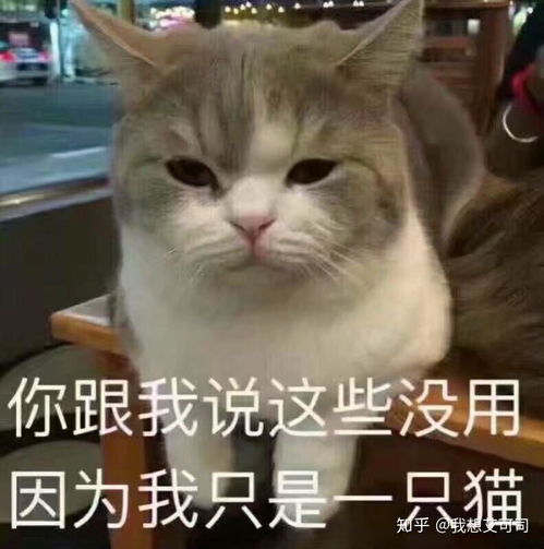 女生头像可爱猫猫表情包