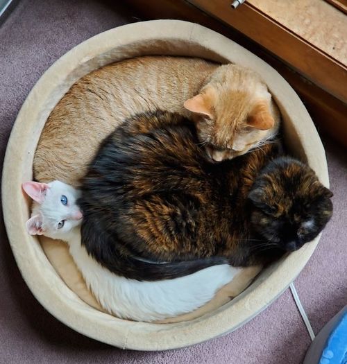 猫咪的甜蜜睡姿治疗失眠治愈心灵