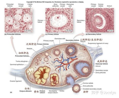 泰国试管婴儿前卵泡发育不良怎么办卵巢早衰该如何调理