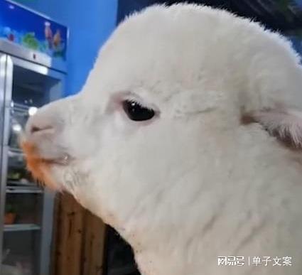 入乡随俗重庆女孩养羊驼爱吃辣椒面,网友这很重庆