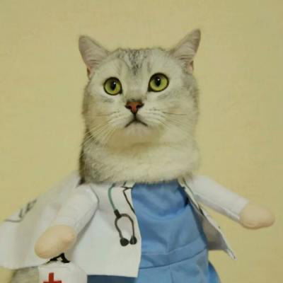 可爱打盹猫头像女生萌基础口语