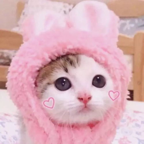 喜欢猫的头像的女孩性格星座