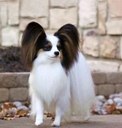 蝴蝶犬怎么训练,大小便要从幼犬期抓起
