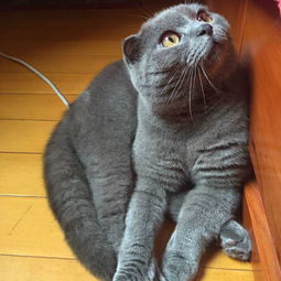 帅比蓝猫找女旁友