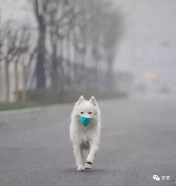 guccilvchanel的奢侈防霾面罩,你值得拥有